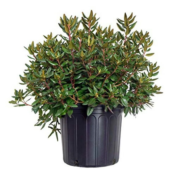 Midnight Ruby Rhododendron