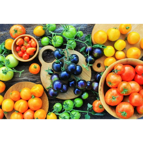 CZ Grain 100+ Midnight Snack Black Cherry Tomato Plant Seeds