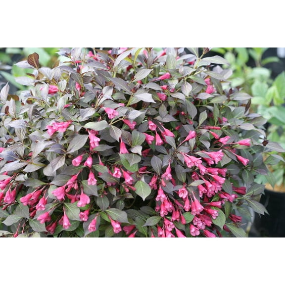 Midnight Wine Shine Weigela-Colorful Compact Shrub-Attracts Pollinators 3 Gallon