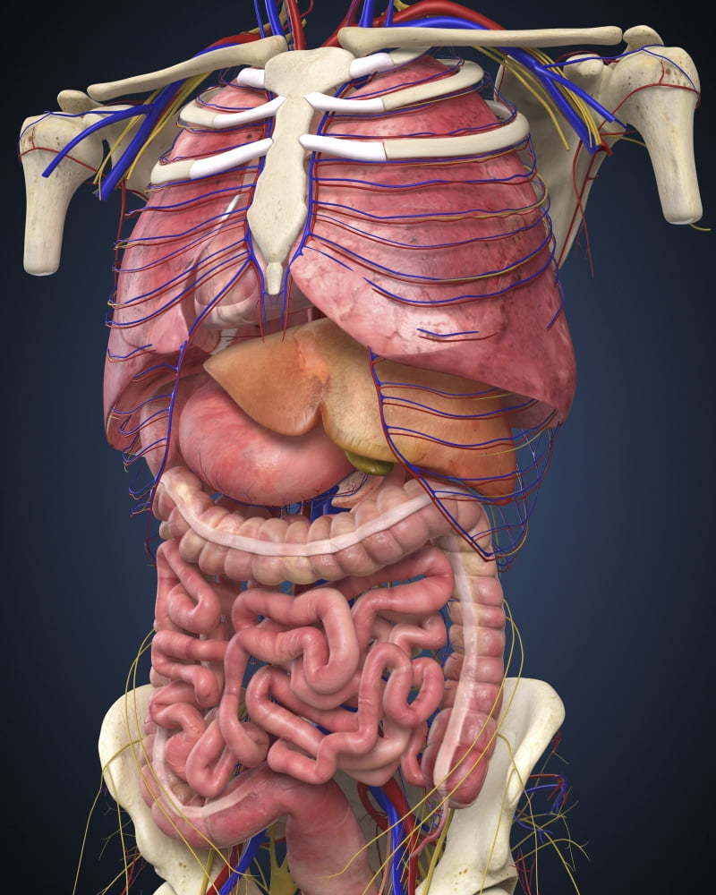 Midsection view showing internal organs of human body Canvas Art - Stocktrek Images (13 x 16)