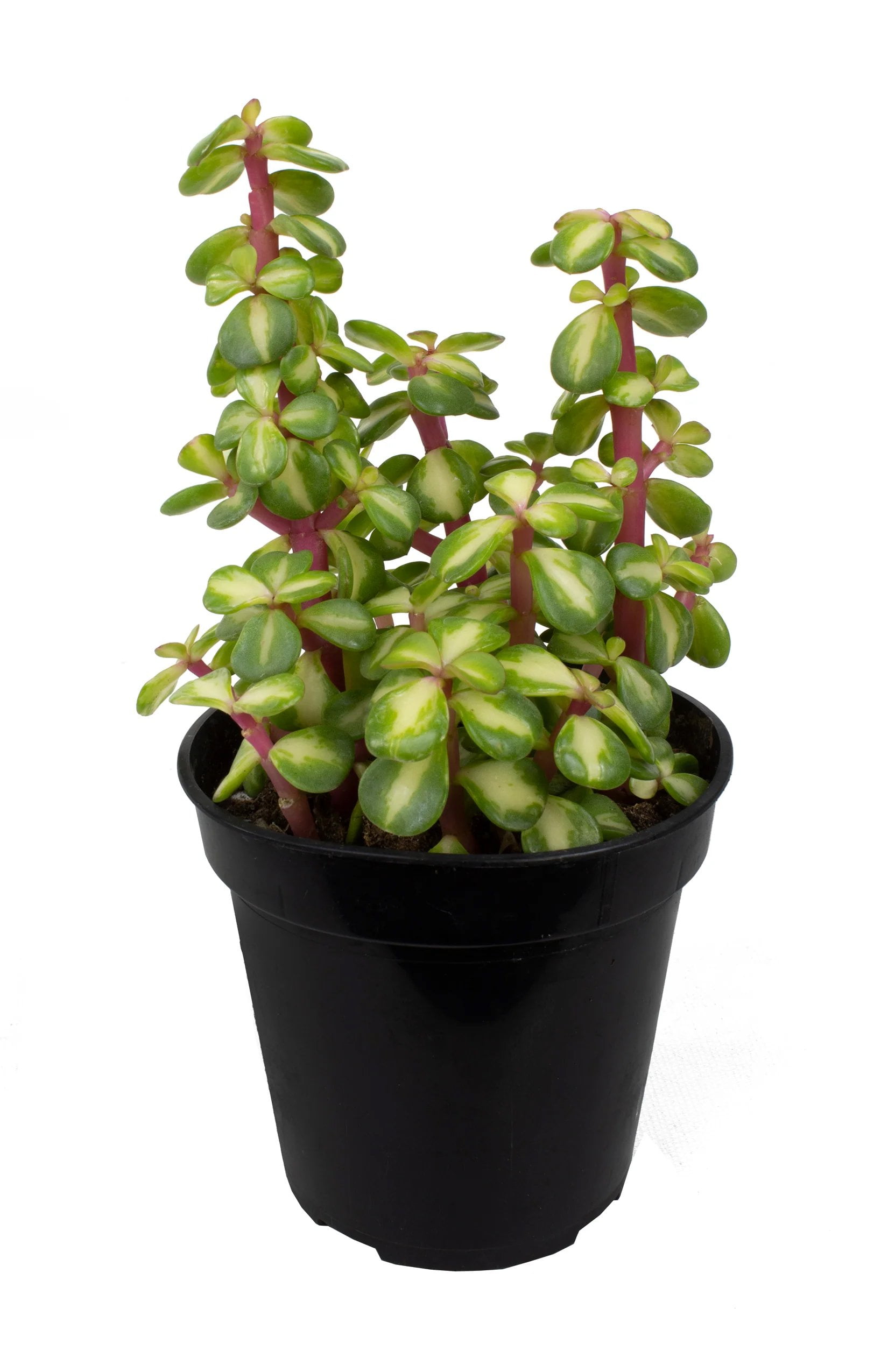 Midstripe Rainbow Bush - 1 Live Starter Plant - Portulacaria Mediopicta - Beautiful Colorful Exotic Indoor Succulent Houseplant