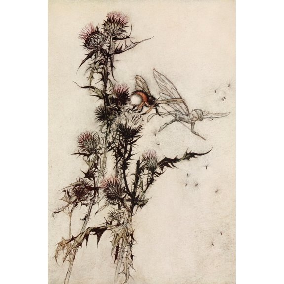 Midsummer Night's Dream 1908 Red-hipped Humblebee Poster Print by  A. Rackham (24 x 36)