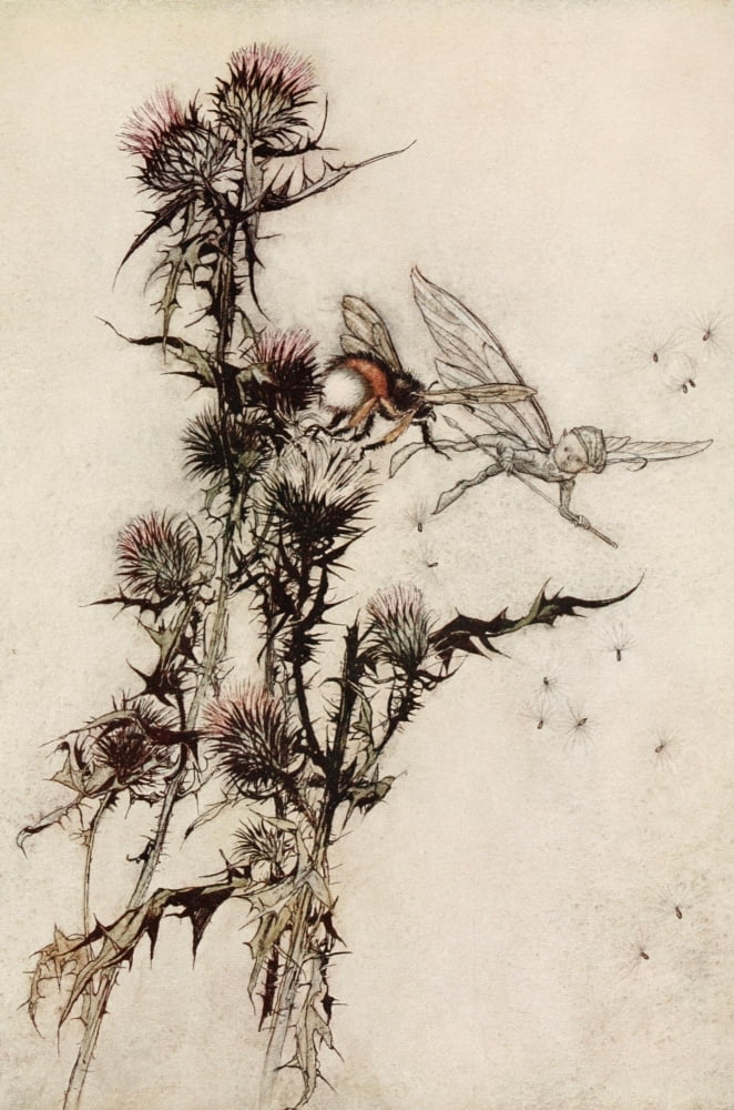 Midsummer Nights Dream 1908 Red-hipped Humblebee Canvas Art - A Rackham (24 x 36)