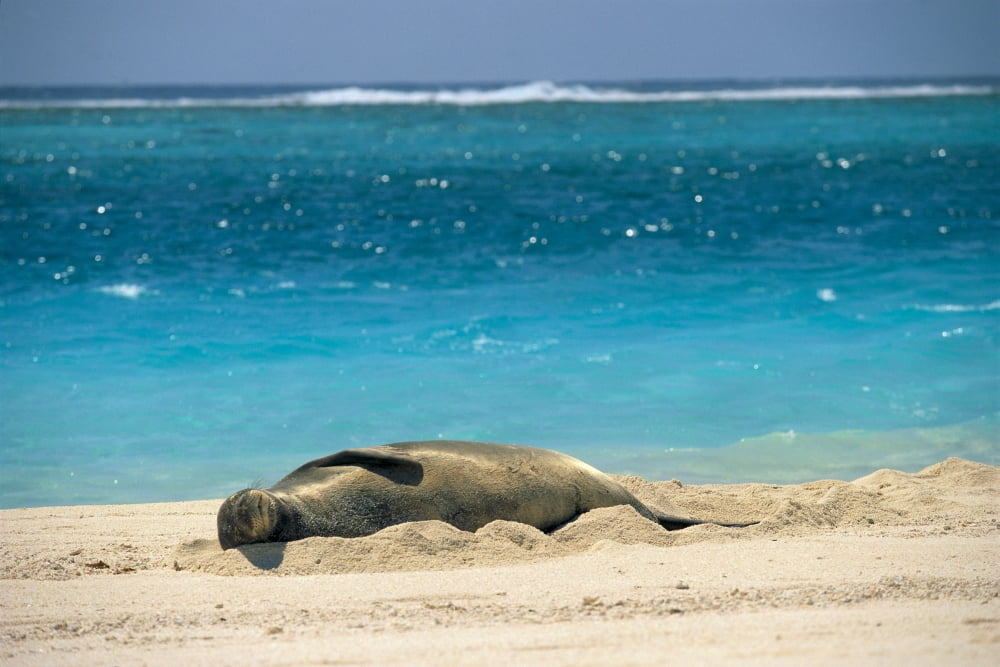 Midway Atoll Hawaiian Monk Seal Laying In Sand With Eyes Closed Turquoise Ocean Background Canvas Art - Rick Gaffney Design Pics (38 x 24)