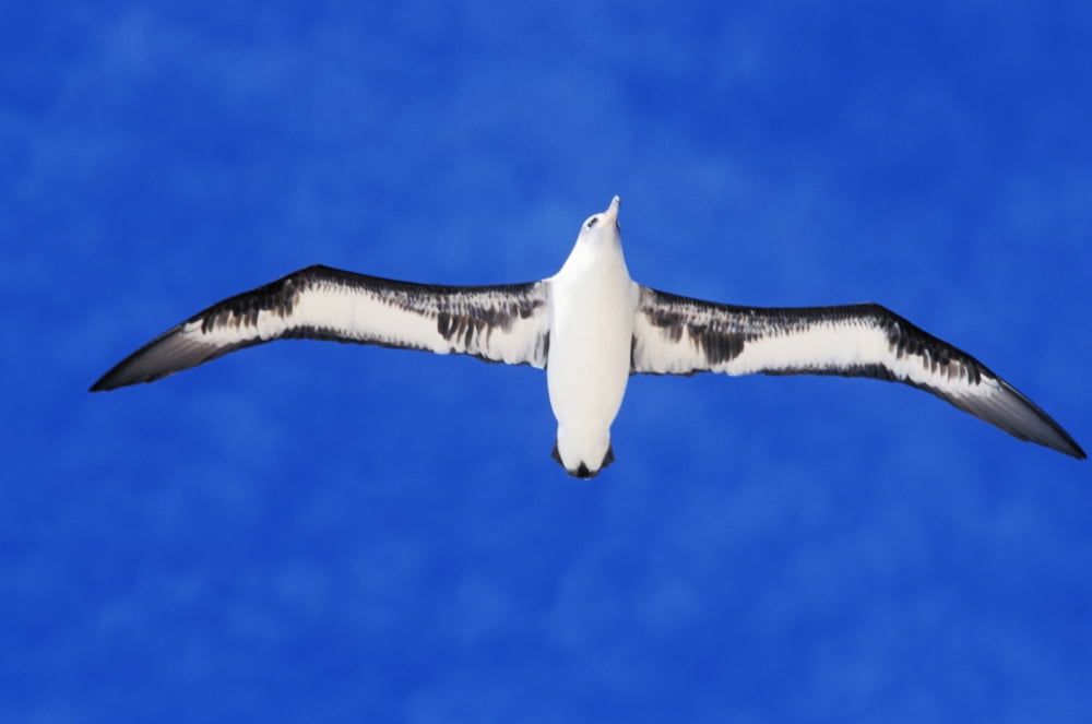 Midway Atoll Laysan Albatross (Diomedea Immutabilis) In Flight Blue Sky View From Below Canvas Art - Ed Robinson Design Pics (17 x 11)