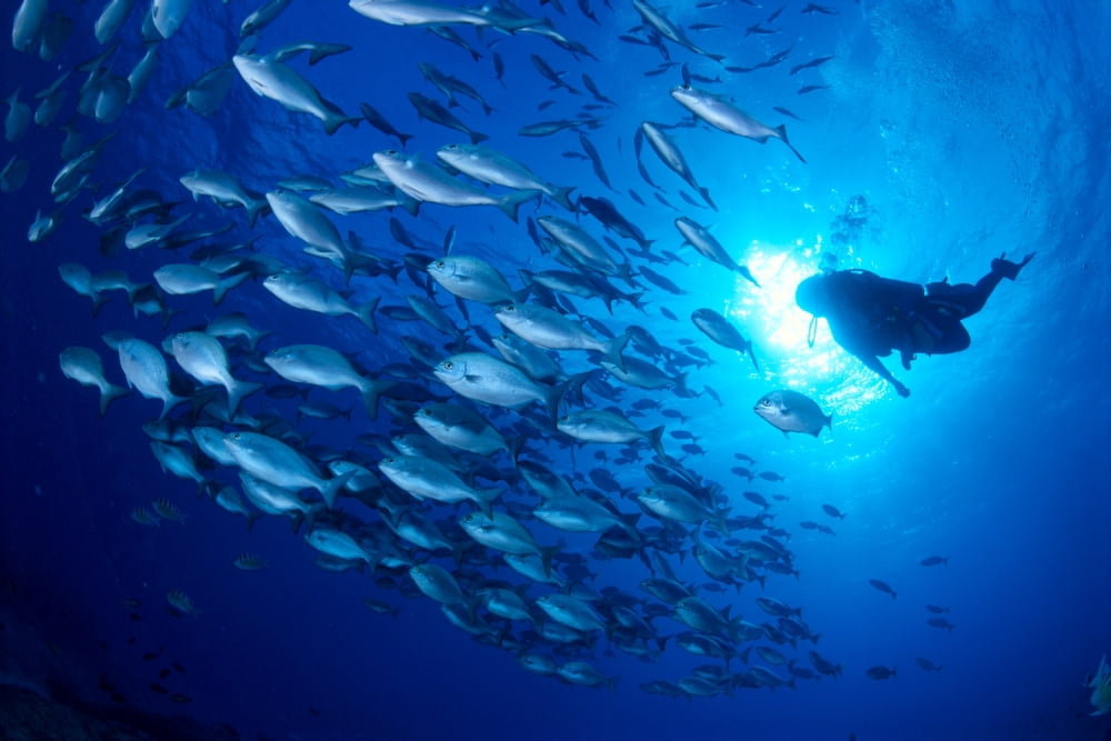 Midway Atoll brown chub school (Kyphosus bigibbus) and diver silhouette sunburst Canvas Art - Ed Robinson Design Pics (40 x 26)