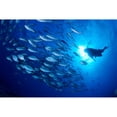 thumbnail image 1 of Midway Atoll brown chub school and diver silhouette sunburst Poster Print, 1 of 3