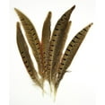 thumbnail image 1 of Midwest Design Imports, Inc. Ringneck Pheasant Feathers 6/Pkg, Natural, 1 of 2