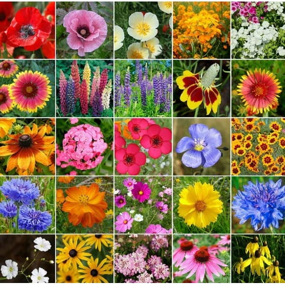 CZ Grain 1 Oz Midwest Wildflower Seed Mix, Perennial & Annual Open-Pollinated, No Fillers