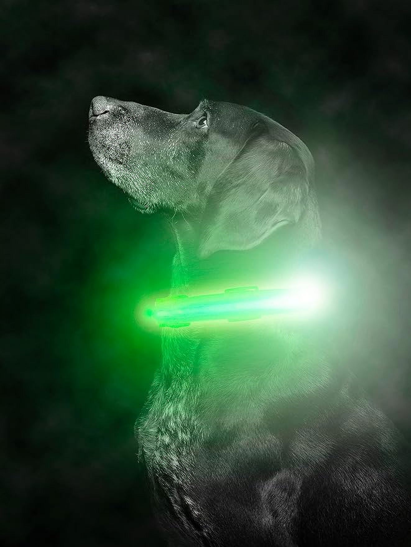 Photo inspiration: Mighty Paw Safety Led Dog Collar Usb Rechargeable With 2 Photo Inspiration