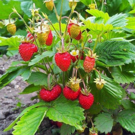 Mignonette Strawberry ~50 Seeds – Heirloom Alpine Variety | Fragaria vesca | 80–85 Days | Wild Strawberry Flavor | Non-GMO | Ideal for Baskets & Containers | Sweet, Small Red Fruits