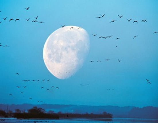 Migrating Birds in Blue Sky with Half Moon Canvas Art - Panoramic Images (36 x 29)