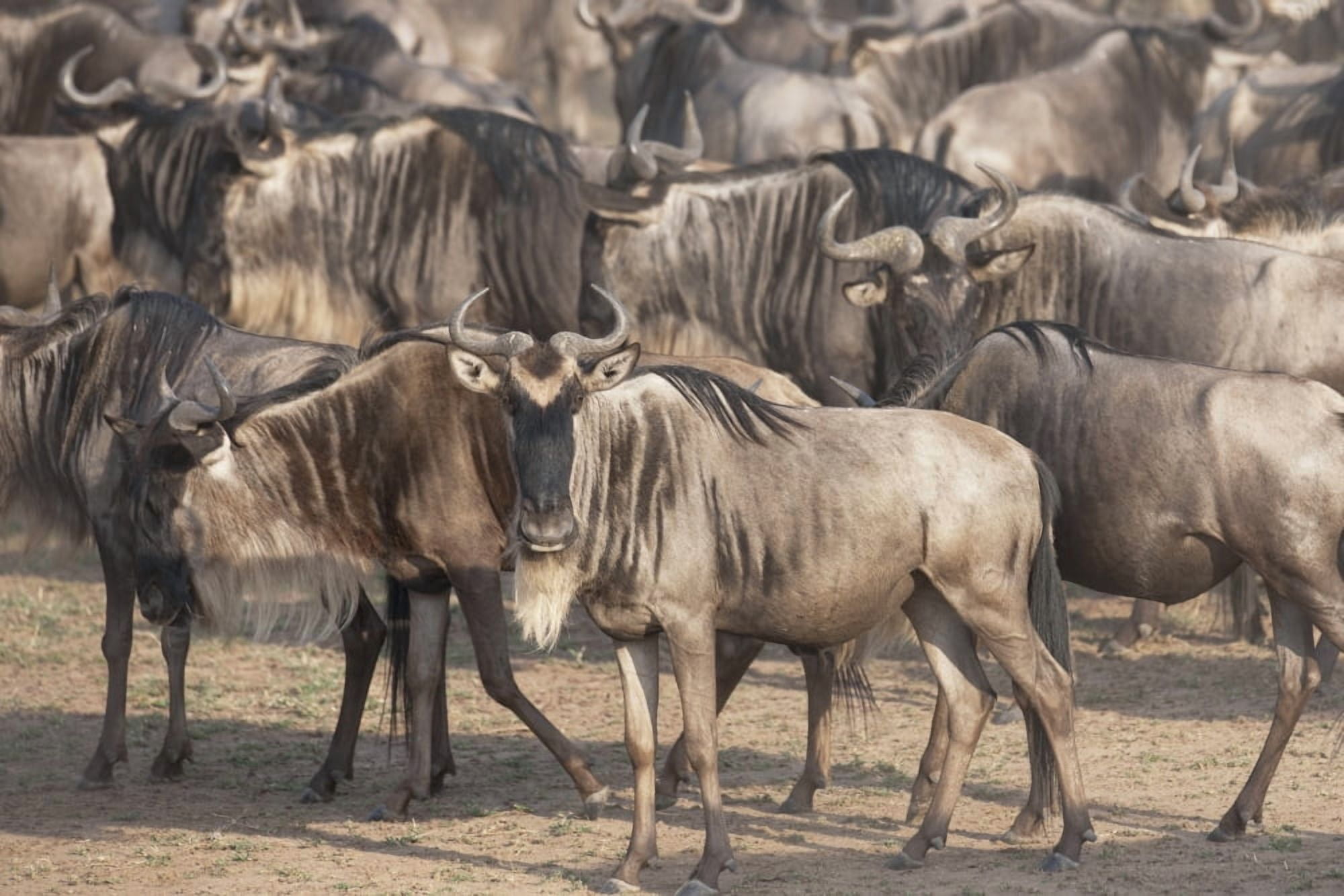 Migrating Herd Of Wildebeest Masai Mara Kenya Africa Canvas Art - Keith Levit Design Pics (18 x 12)