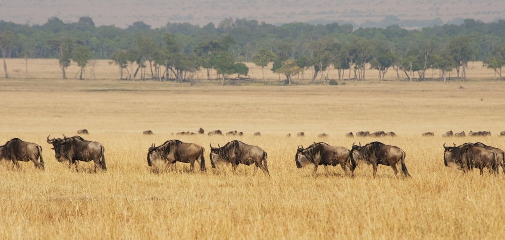 Migration of wildebeestMaasai mara kenya Canvas Art - Diane Levit Design Pics (44 x 20)