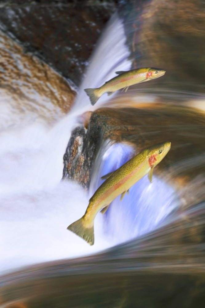 Miigrating Steelhead Salmon Leaping Over Falls Canvas Art - Thomas Kitchin & Victoria Hurst Design Pics (11 x 17)
