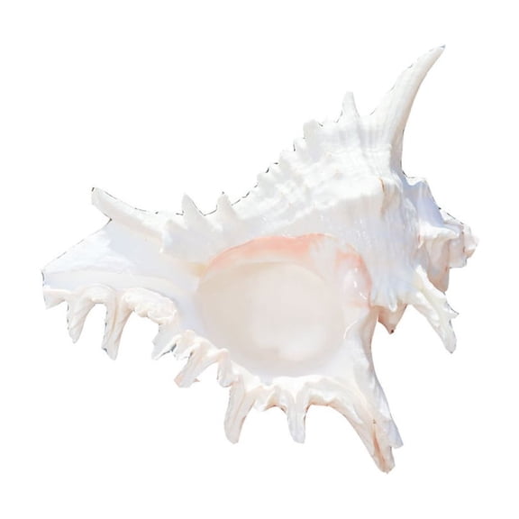Miiottaa 3.93" to 4.72" Large Conch Shell Fish Tanks Hideouts House Natural Conch Seashells