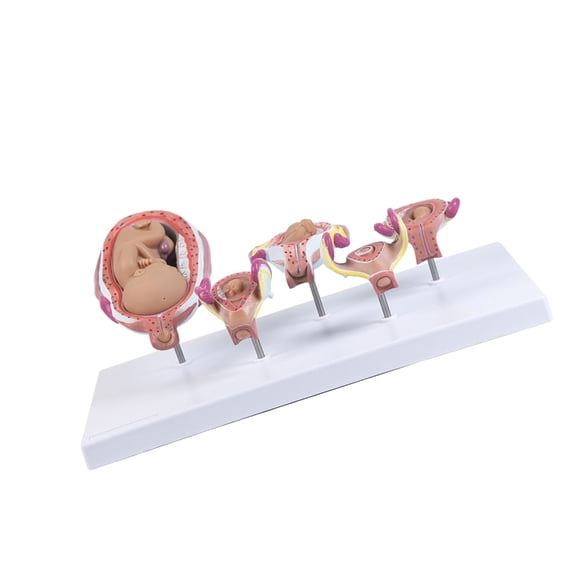 Miiottaa Detachable Five Components Easy Learning in Medicals Field Realistic Anatomy
