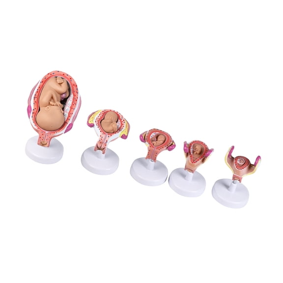Miiottaa Embryo Development Model Five Parts for Medicals Education and Realistic Anatomy