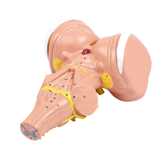 Miiottaa Human Brain Stem Model for Students and Medicals Professional with PVC Construction 3x Magnification for Clear Learning