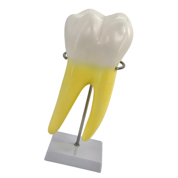 Miiottaa Human Molar Teaching Model Detailed PVC Molar Teeth Demonstration Model On Display Stand For Classroom Demonstration
