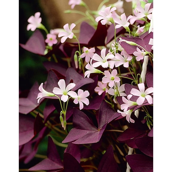 Mijke Oxalis - 25 bulbs