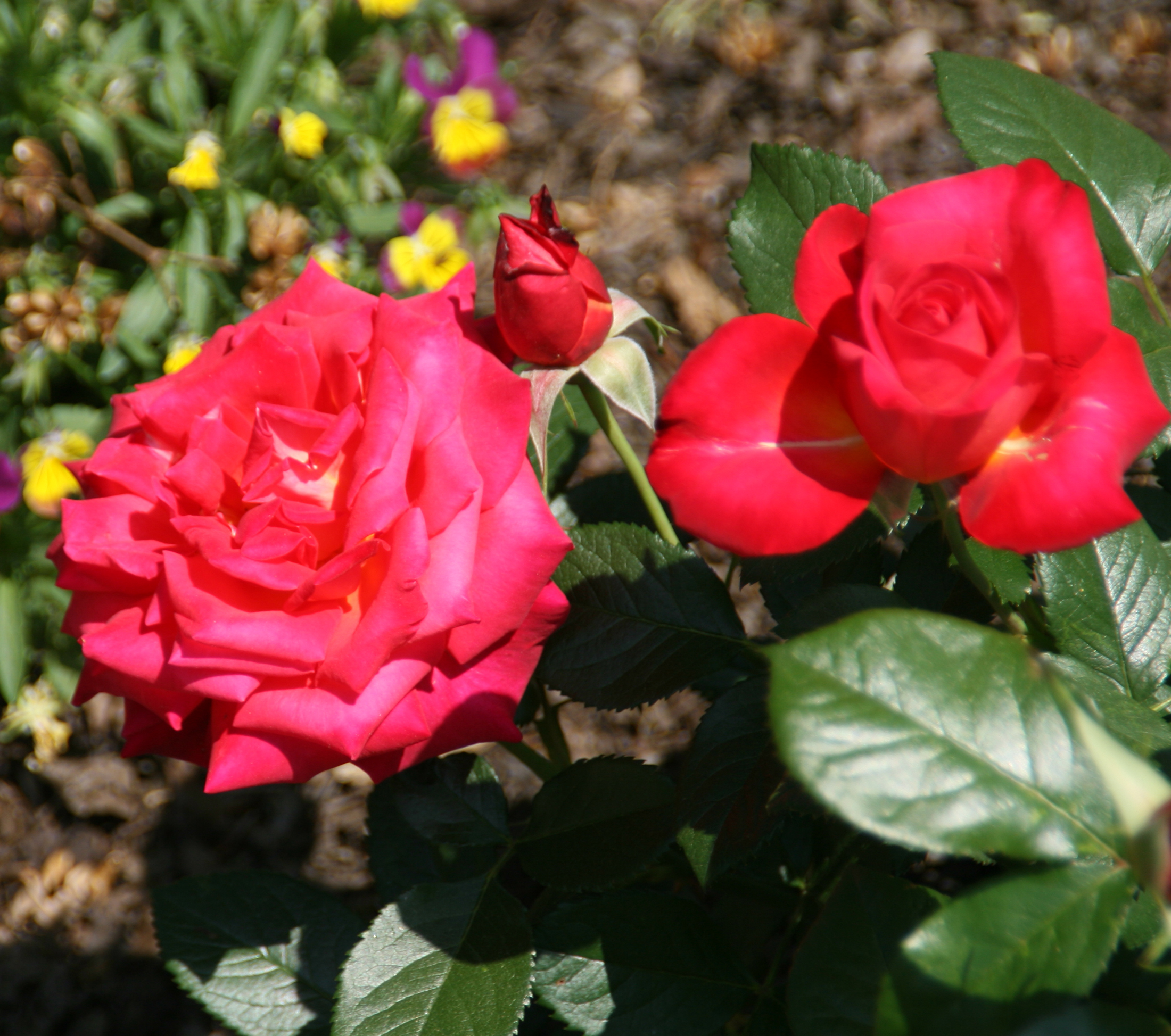 Red Roses List Mikado Hybrid Tea Rose Bush - Red Blooms - Bareroot - Walmart.com