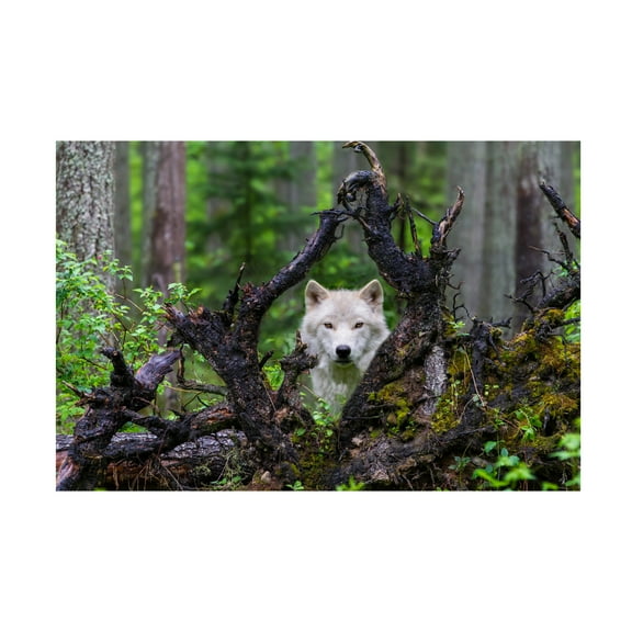 Mike Centioli 'Wolf' Canvas Art