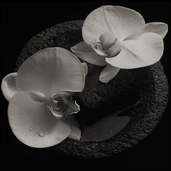 Mike Patton - Corpse Flower - Rock - Vinyl