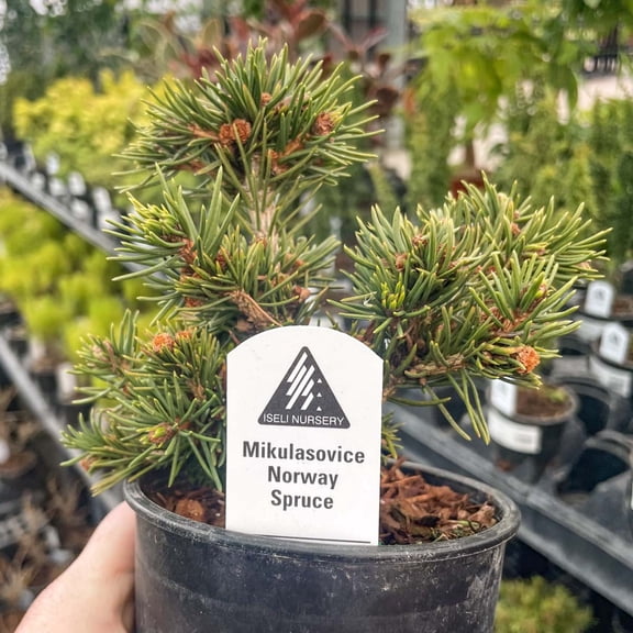Mikulasovice Norway Spruce, Live Plant, 4" Growers Pot