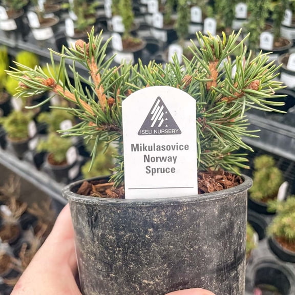 Mikulasovice Norway Spruce, Live Plant, 4" Growers Pot