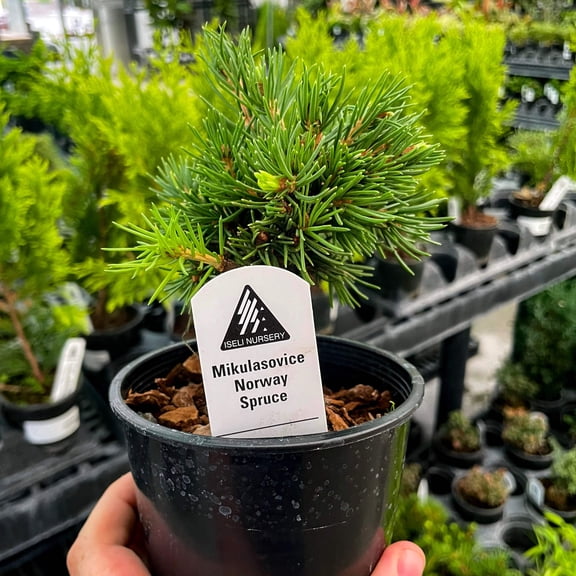 Mikulasovice Norway Spruce, Live Plant, 4" Growers Pot