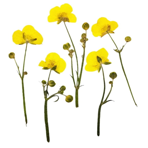 Milageto 16Dried Flower Pressed Leaf Scrapbooking For Art Card Making Jewelry Resin Decor