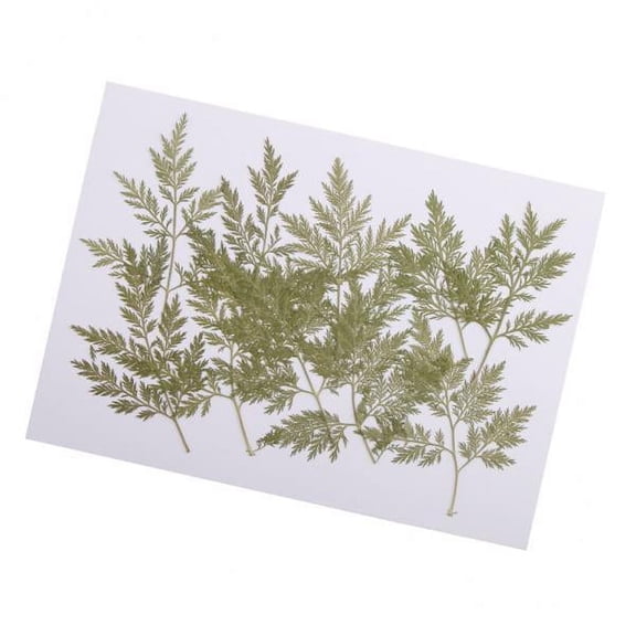 Milageto 2X 10 Pressed Leaves Dried Flower Collection Organic DIY ART Floral Decor Craft