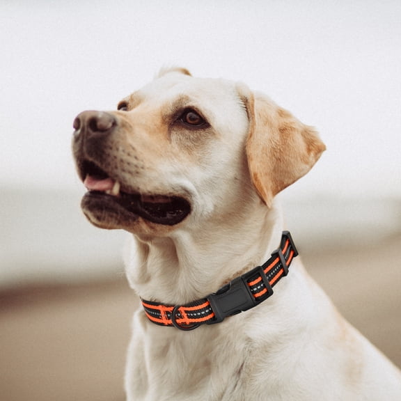 Mile High Life Reflective Dog Collar | Nylon Pet Collars wiith Buckle | Light Weight Puppy Collars | Orange Dog Collars for Small Dogs Orange