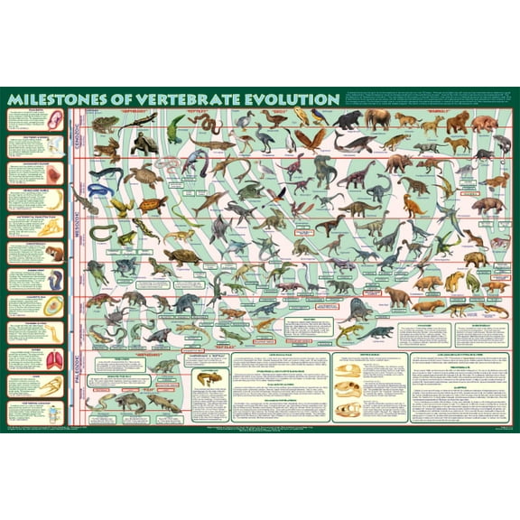 Milestones of Vertebrate Evolution Educational Poster 36x24