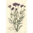 thumbnail image 1 of Milfoil-Leaved Or California Gilia Gilia Achilleaefolia Poster Print By ?? Florilegius Mary Evans, 1 of 3