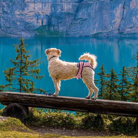 Milisten 1Pc Physiological Pants Made of Cotton for Female Dogs in Estrus Protection