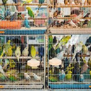 Milisten 3pcs Bird Jumping Platform Stand Board for Parrots and Little Birds