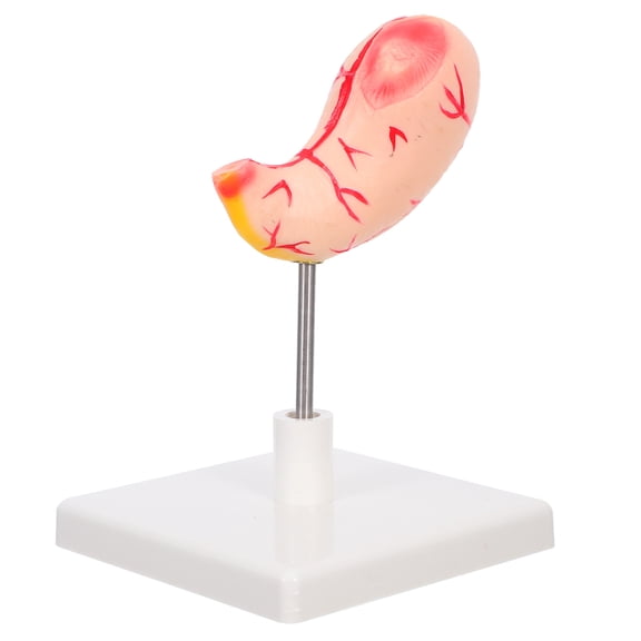Milisten Human Anatomy Stomach Model for Lab Use Multi PVC Realistic Structure High Precision Easy Assembly