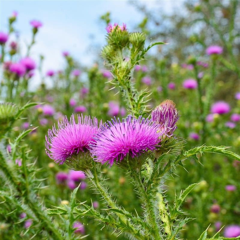 Milk Thistle Herb Seed 4 Oz – Silybum marianum – Non-GMO, Heirloom Medicinal Herb – Edible Leaves & Seeds – Easy to Grow