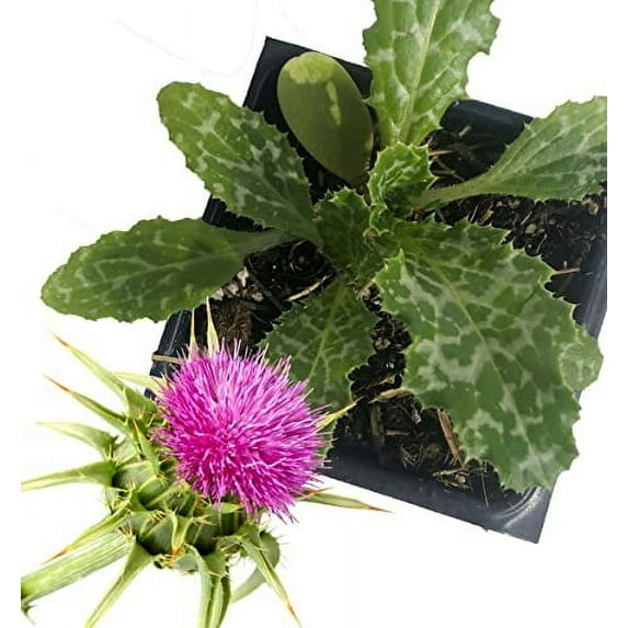 Milk Thistle Plant, (Silybum marianum) 2.5 inch Pot