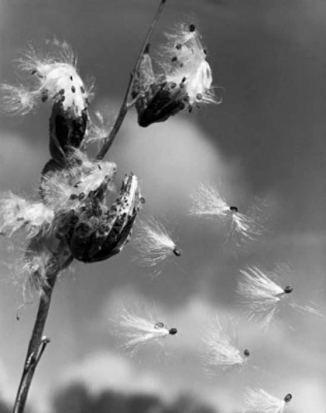 Milkweed Canvas Art - (18 x 24)