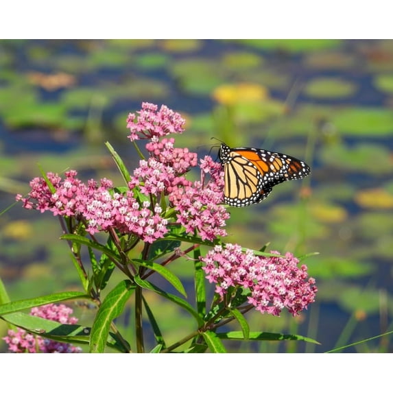 Milkweed Plants, Very Attractive, Great Pollinators - Asclepias Incarnata (1 Plant)