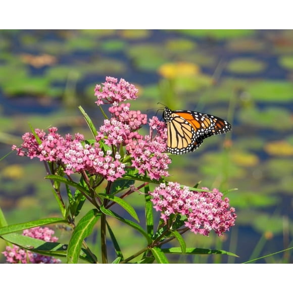 Milkweed Plants, Very Attractive, Great Pollinators - Asclepias incarnata (3 Plants)