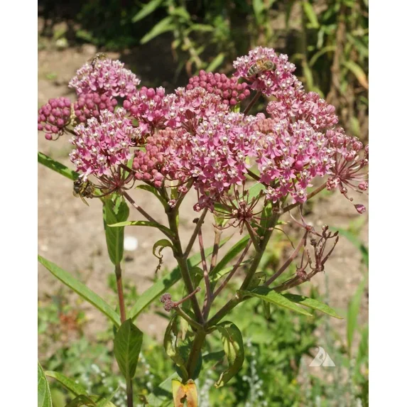 Milkweed Swamp Zinnia Dahlia Cosmos Sensation Seed Bundle Monarch Garden Non-GMO