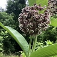 thumbnail image 1 of Milkweed, common Plant, (Asclepias syriaca&nbsp;L) 2.5 inch pot, 1 of 5