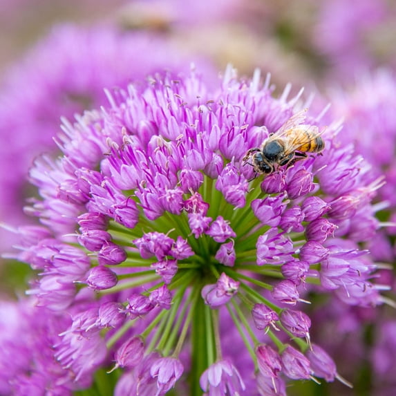 Millenium Allium Potted Flowering Perennial Plant, in a 2.50 Qt. Pot