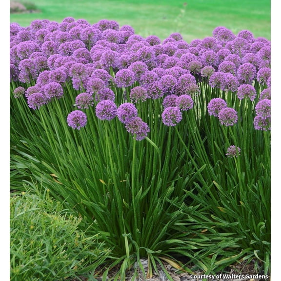Millenium Ornamental Onion - 1 Gallon Perennial