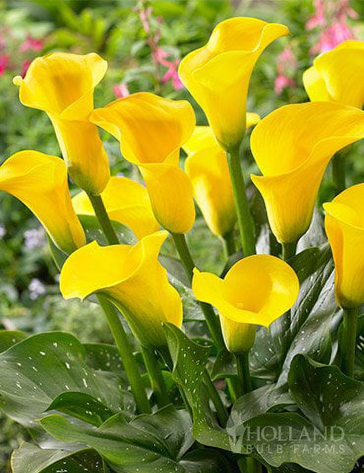 Calla Lily Bulbs for Planting Mixed Color Healthy Bulbs for Growing