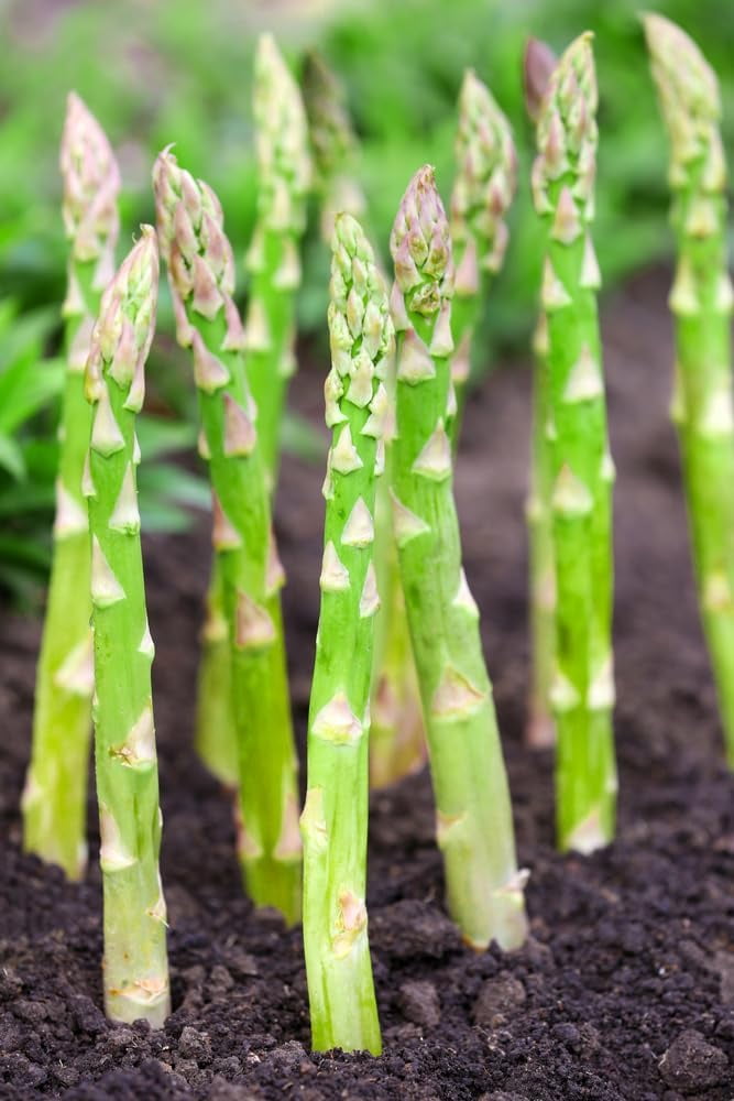 Millennium Live Asparagus Bare Root Plants - 2yr Crowns - Can Not Ship to California (15 Asparagus Roots)